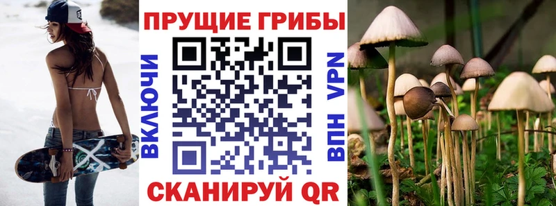 сколько стоит  Долинск  Псилоцибиновые грибы Cubensis 